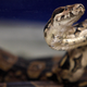 Boa constrictor. AP
